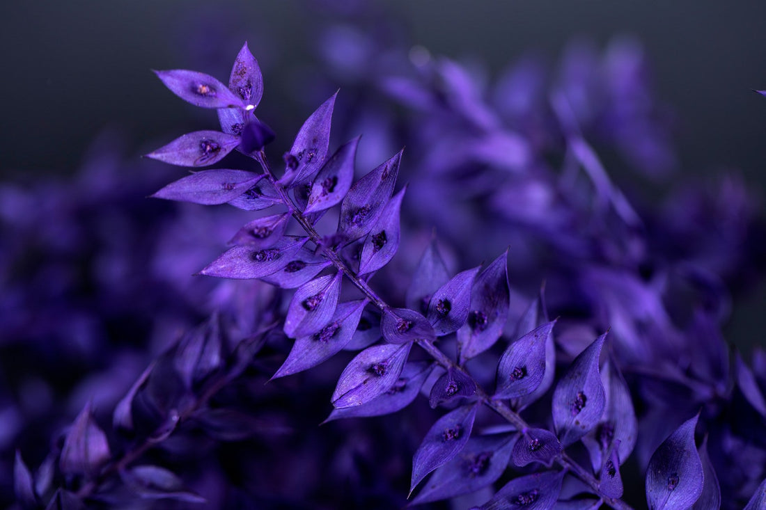 The Power of Purple: How Color Psychology Inspires Beauty and Confidence